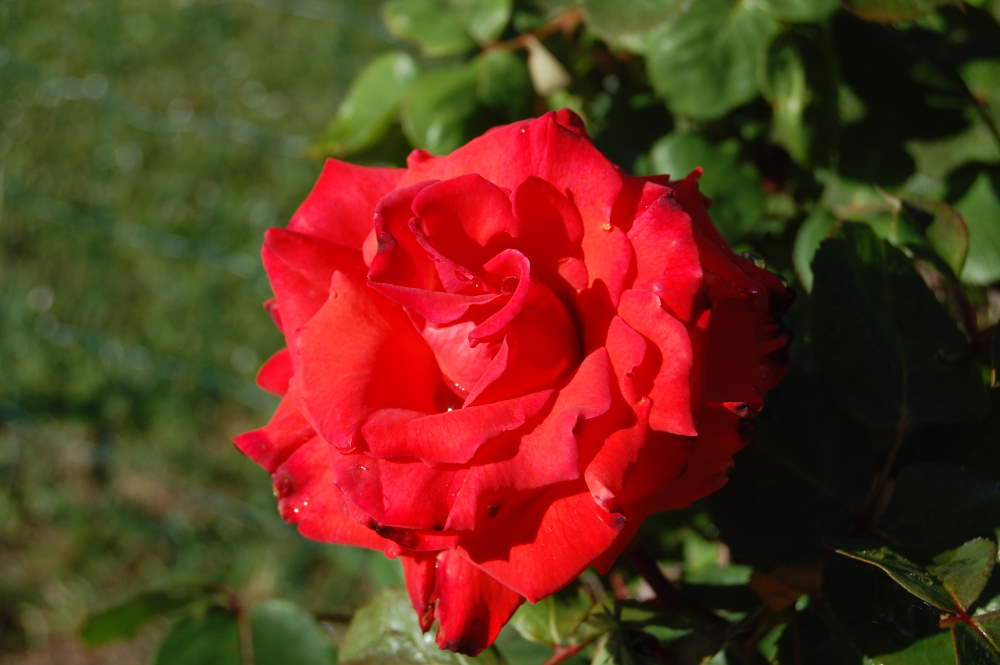 garden-rose